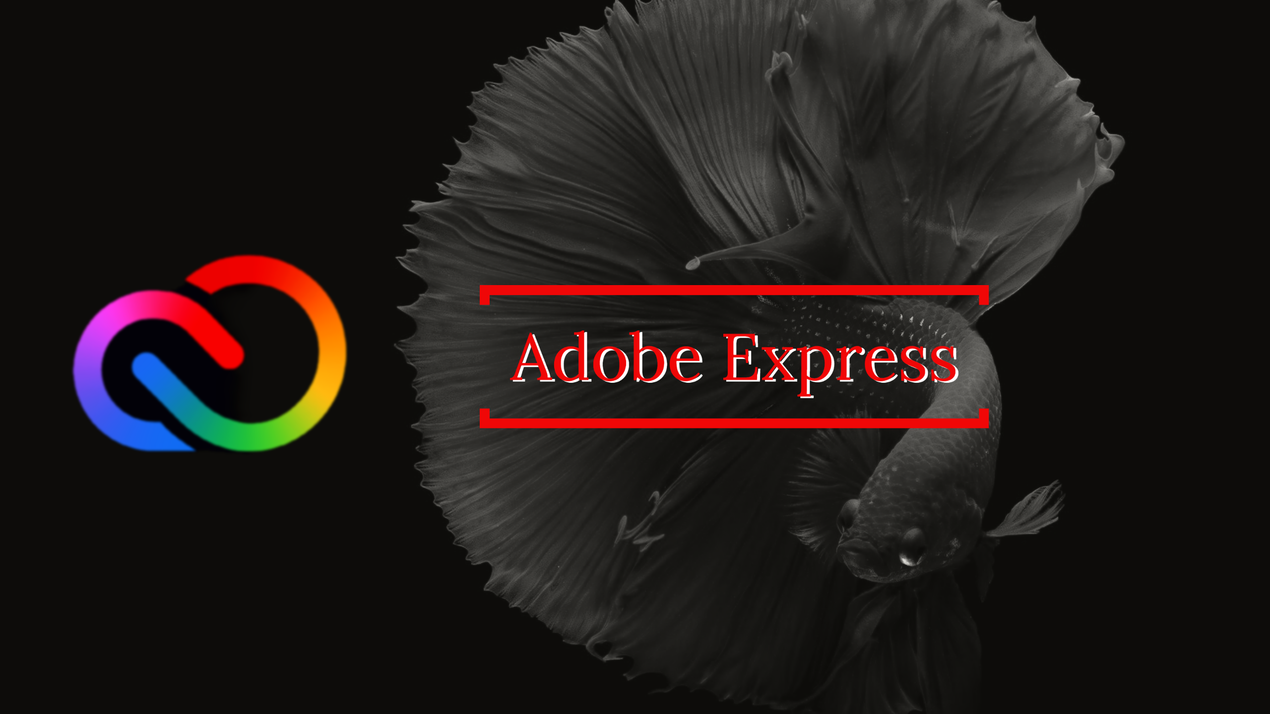 AdobeExpressとは…使い方からプランなどの基本情報を解説