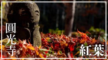 可愛い散紅葉のお地蔵さんがいる圓光寺をカメラ好きがブログで紹介